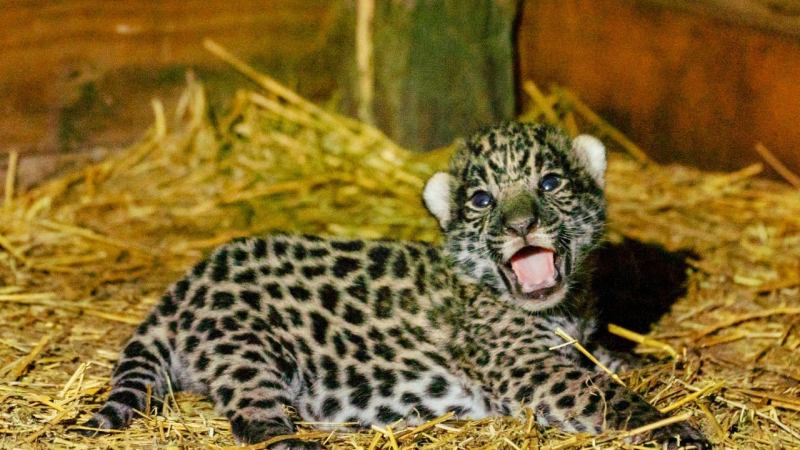 El nacimiento de dos cachorros aviva la esperanza para la conservación del yaguareté