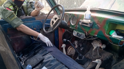 Rescataron a cuatro crías de ñandú transportadas en un rastrojero