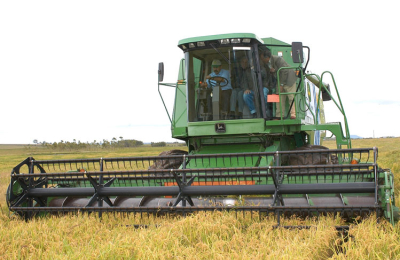 Corrientes avanza en la cosecha de arroz