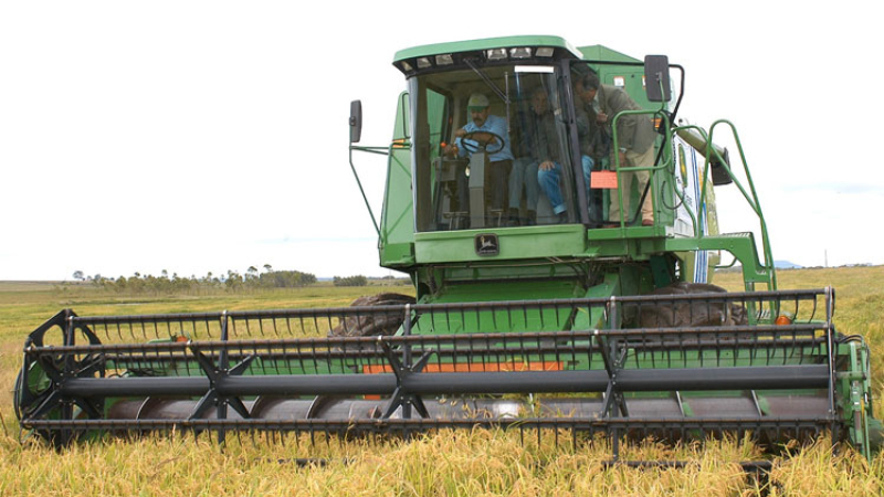 Corrientes avanza en la cosecha de arroz