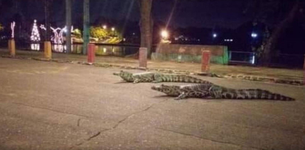 caiman.jpg
