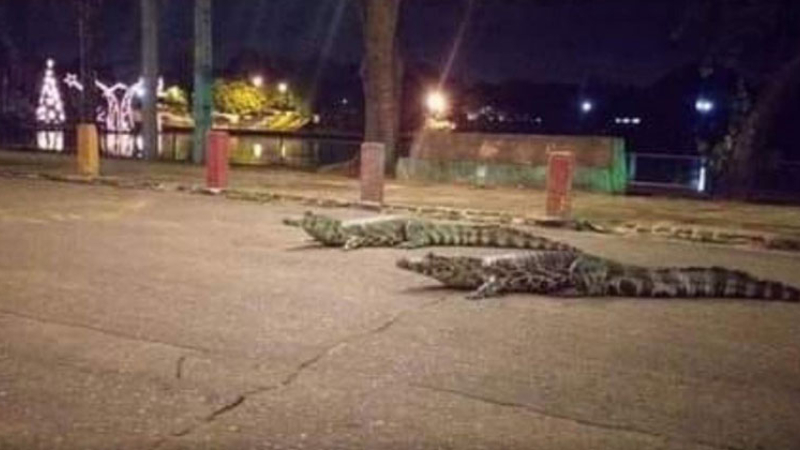 Siete yacarés deambulaban por las calles de los centros comerciales de Asunción