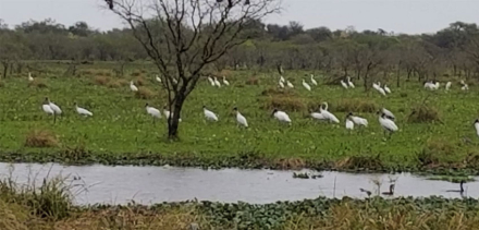 esteros-elchaja.jpg