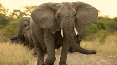 Elefantes africanos entraron en categoría de animales en peligro de extinción