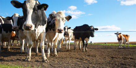 Agroads - foto 1.jpg