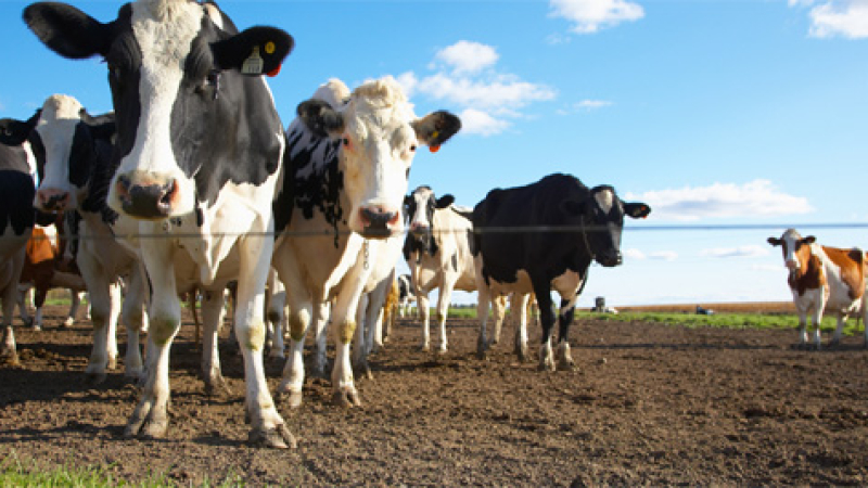¿Cuáles son los agroinsumos más solicitados por parte de los productores agropecuarios?