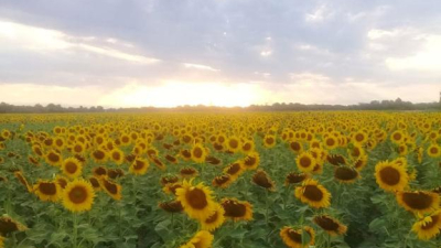Trigo y Girasol en el Nea: esperan un crecimiento de la superficie de siembra