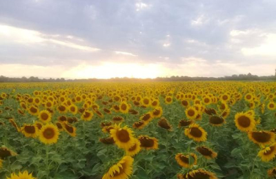 Trigo y Girasol en el Nea: esperan un crecimiento de la superficie de siembra