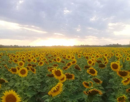 girasol.jpg copy