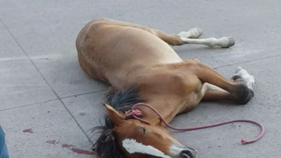 Pésima respuesta al problema de los caballos sueltos en Resistencia