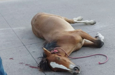 Pésima respuesta al problema de los caballos sueltos en Resistencia