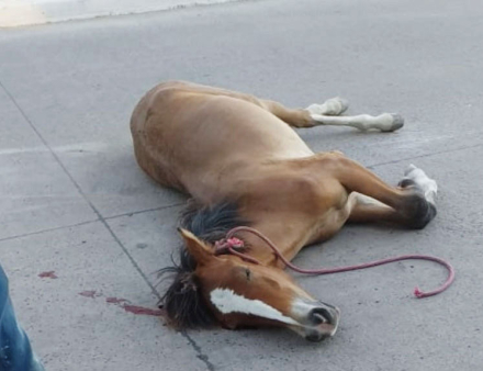 caballo.jpg