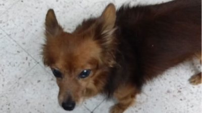 Buscan a Coly y ofrecen recompensa