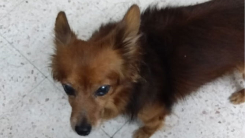Buscan a Coly y ofrecen recompensa