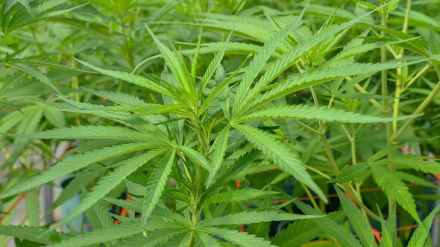 cannabis-medicinal.jpg