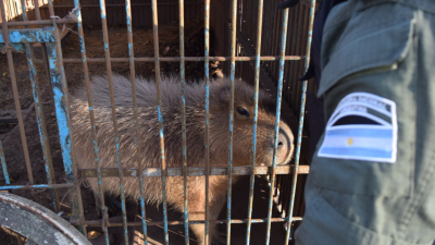 Rescataron seis animales en cautiverio en un campo de Santa Fe