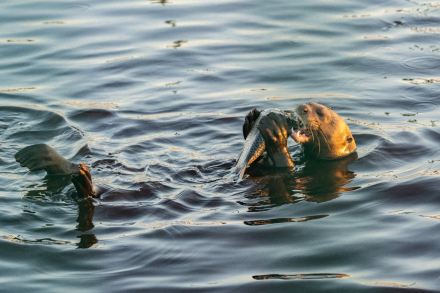 nutria8.jpg