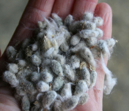 cotton-semillas.jpg