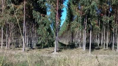 Unitán reforestó 1.600 hectáreas de quebracho colorado y eucaliptus