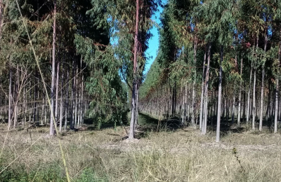 Unitán reforestó 1.600 hectáreas de quebracho colorado y eucaliptus