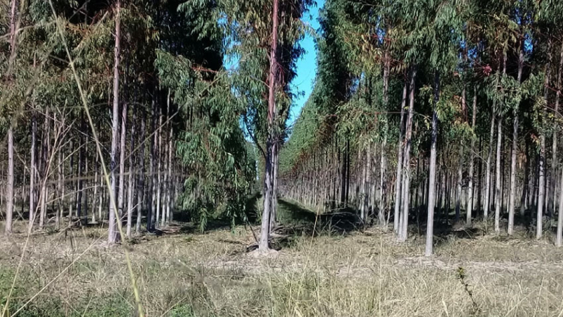 Unitán reforestó 1.600 hectáreas de quebracho colorado y eucaliptus
