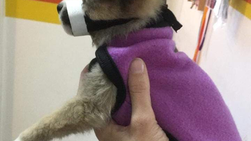 Dejemos una huella para ayudar a los perros abandonados y enfermos