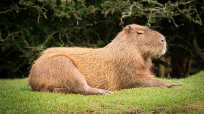 Adoptar carpinchos: qué dice la Ley Nacional de Conservación de Fauna Silvestre