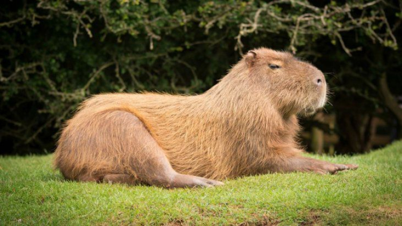 Adoptar carpinchos: qué dice la Ley Nacional de Conservación de Fauna Silvestre