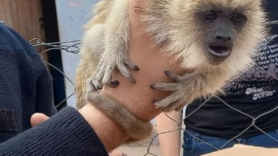 Rescataron un puma y un mono que estaban en cautiverio