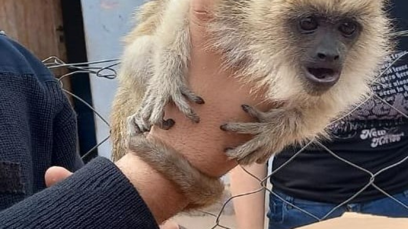 Rescataron un puma y un mono que estaban en cautiverio