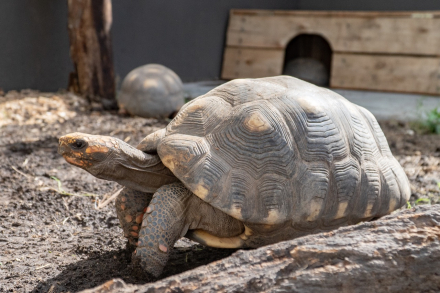 tortu4.jpg
