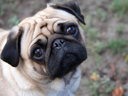 86-Serrat pug.jpg