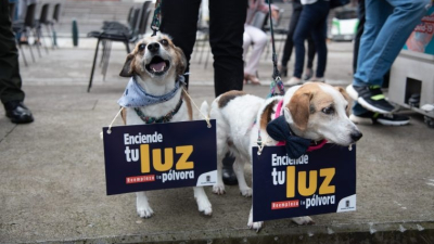Enajenación, pánico y estupor: los efectos de la pirotecnia en las mascotas