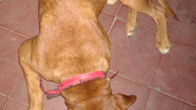 Buscan a los dueños de un perro encontrado en Navidad