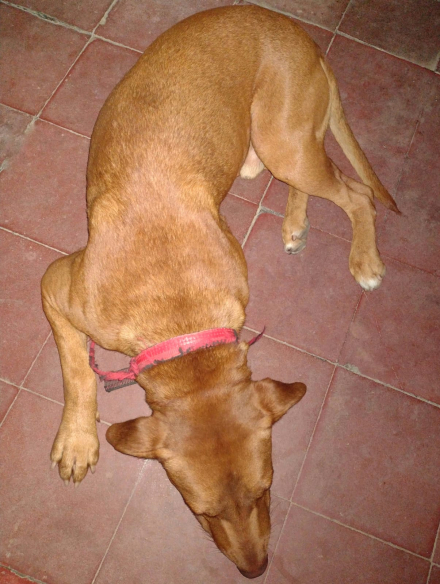 perro extraviado.jpeg