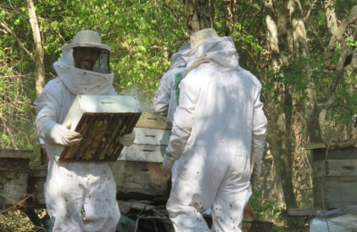 La producción de miel orgánica es un desafío.