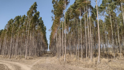 Las forestaciones de Unitán certificarán Bonos de Carbono en el 2022