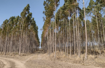 Las forestaciones de Unitán certificarán Bonos de Carbono en el 2022