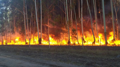 En 24 horas a un productor se le quemaron más de 1200 hectáreas de forestación