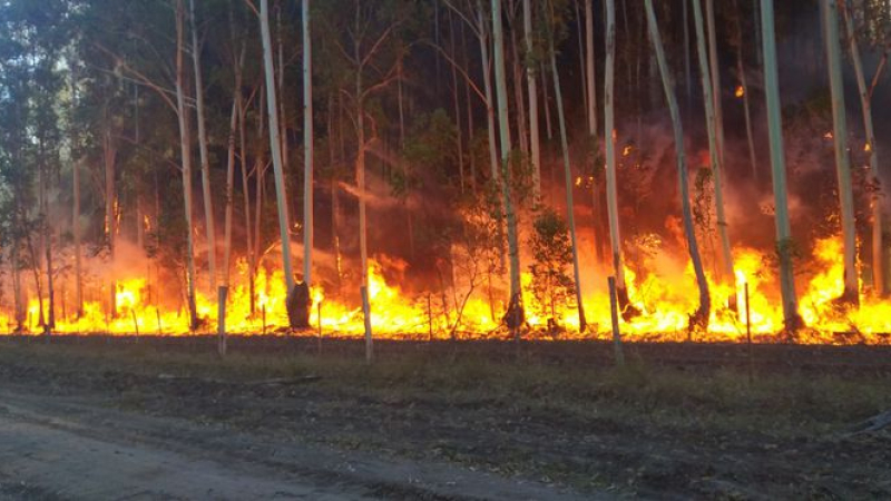 En 24 horas a un productor se le quemaron más de 1200 hectáreas de forestación