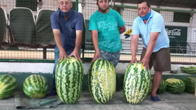 Corrientes: Una sandía de 42 kilos ganó el concurso provincial