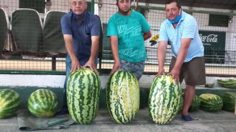 Corrientes: Una sandía de 42 kilos ganó el concurso provincial