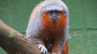 Siete especies de primates de Latinoamérica están entre las 25 más amenazadas del mundo