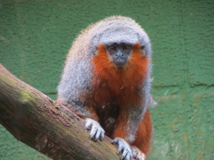 titi.jpg