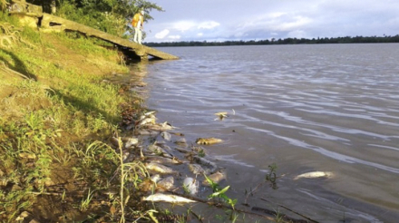 mortandad peces.JPG