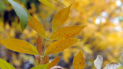 Arrancó el otoño: a qué hora fue el equinoccio en Argentina