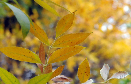otoño3.jpg