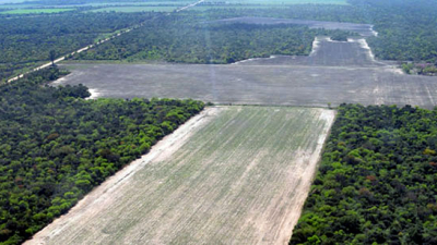 En referencia al decreto que establece el nuevo ordenamiento territorial de bosques nativos