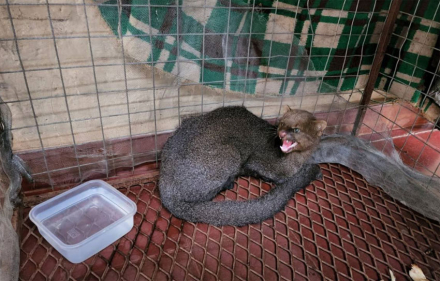 gato-moro.jpeg