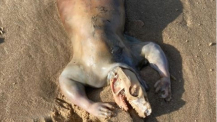 cadaver.jpg